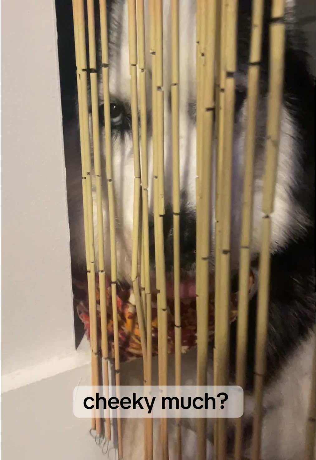 Just chilling like the cheeky little girl she is 💕 #sillydog #funnydogs #talkinghusky #funnyhusky #sassydog 