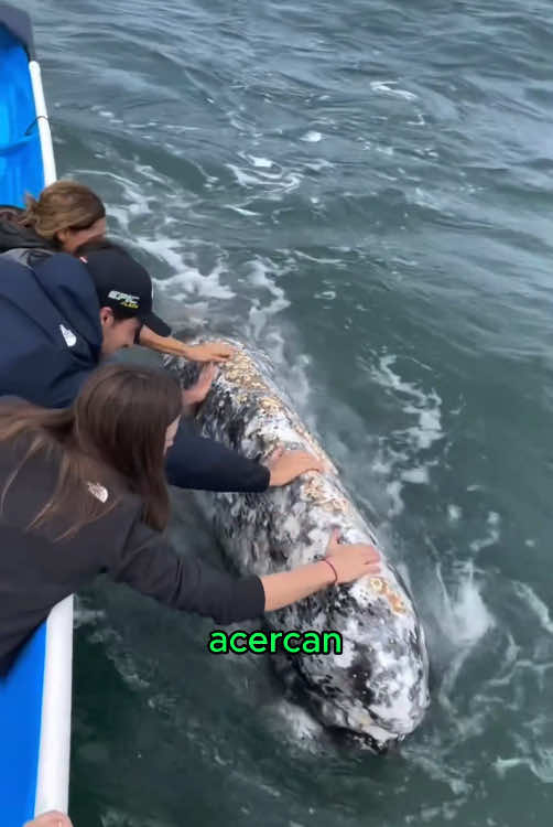 When a whale has too many barnacles on its body, it will seek help from humans.#whale #barnacles #fun #animals #nature 