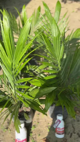 makin glowing aja nih #aussie #sawitstory #sawittiktok🌴 #sawit🌴 #foryou 