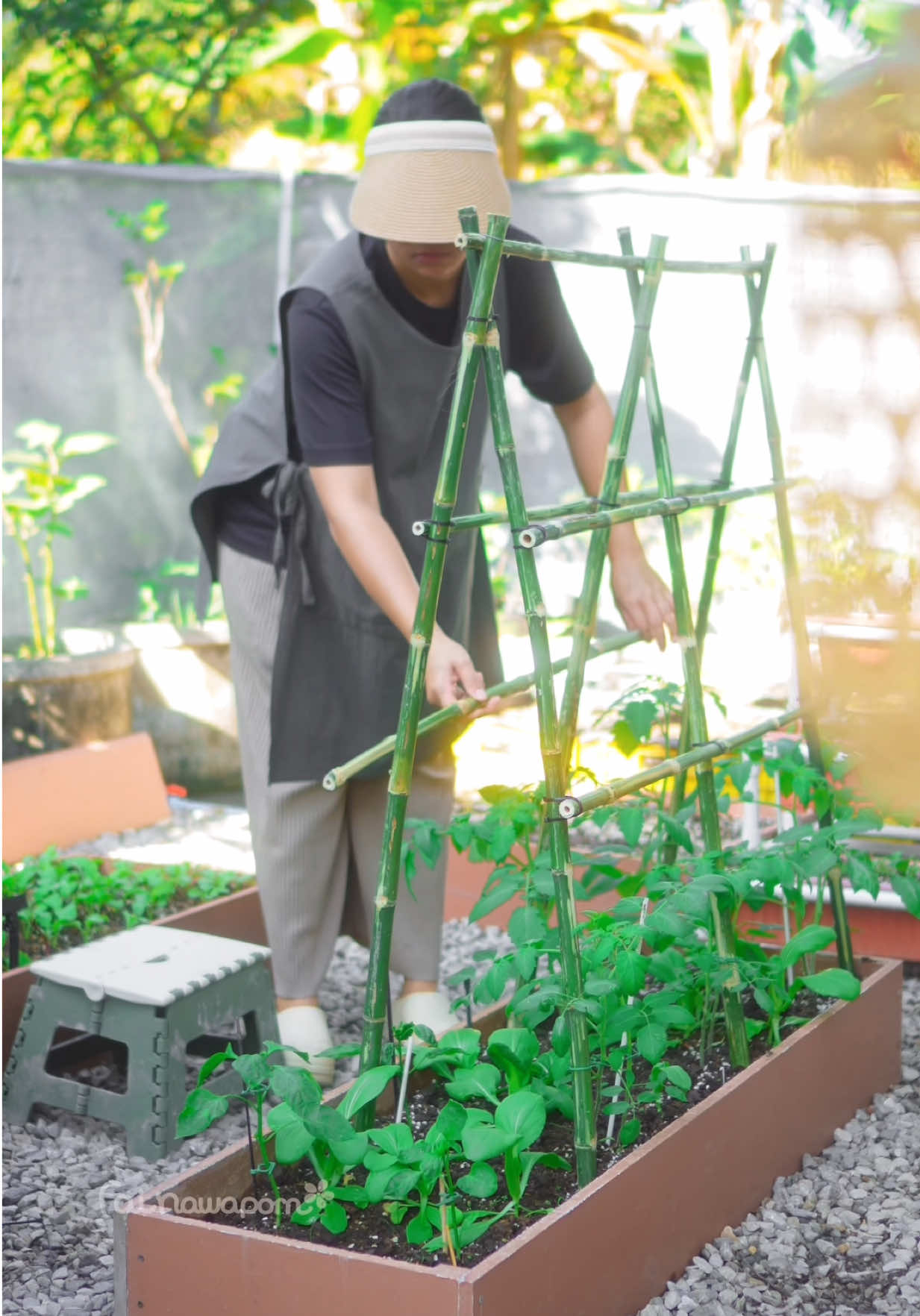 DIY Tomato Trellis 🌱🍅 #ปลูกผักปลอดสาร #เกษตรอินทรีย์ #vegetables #homegarden #Homegrown 