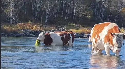 Nhai thôi cũng chill nữa🤣