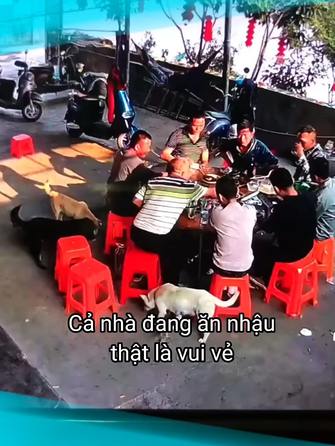 Giỏi lắm...con Cờ Hó 😅 #laonap