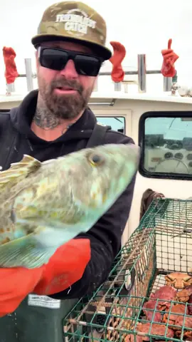 Beautiful Blue Lingcod #fishing #friendliestcatch #commercialfishing 