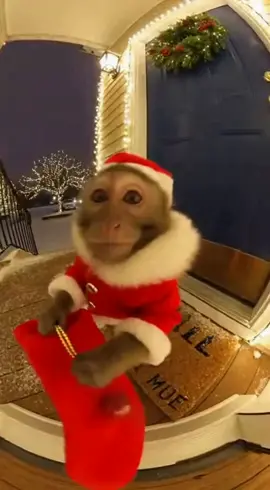 #monkey #monkeyvideos #fyp #livestory #sora