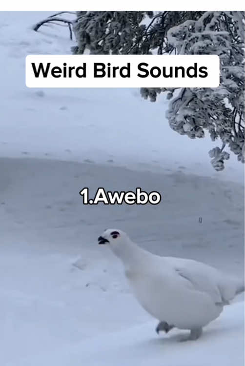 10 Weird Bird sounds #bird #wildlife #birdlover #weirdsounds  #birdsounds 