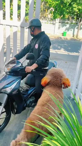 Quậy dễ sợ 😤 #xuhuong #cute #poodle 