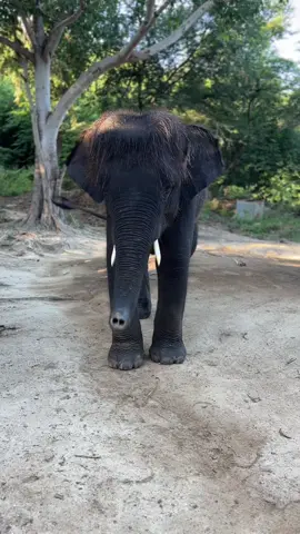 แดดอ่อนพา#น้องแฮปปี้ มาโชว์แก้หนาวครับหนุ่มน้อยผมยาว❤️🐘