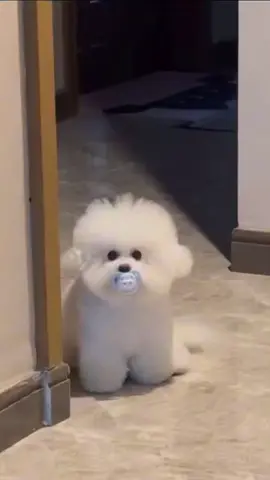 #萌宠 #比熊 #比熊宝宝#可爱小狗 