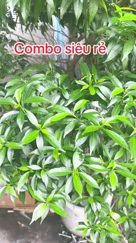 Combo quần chip ren nữ #quần áo nữ