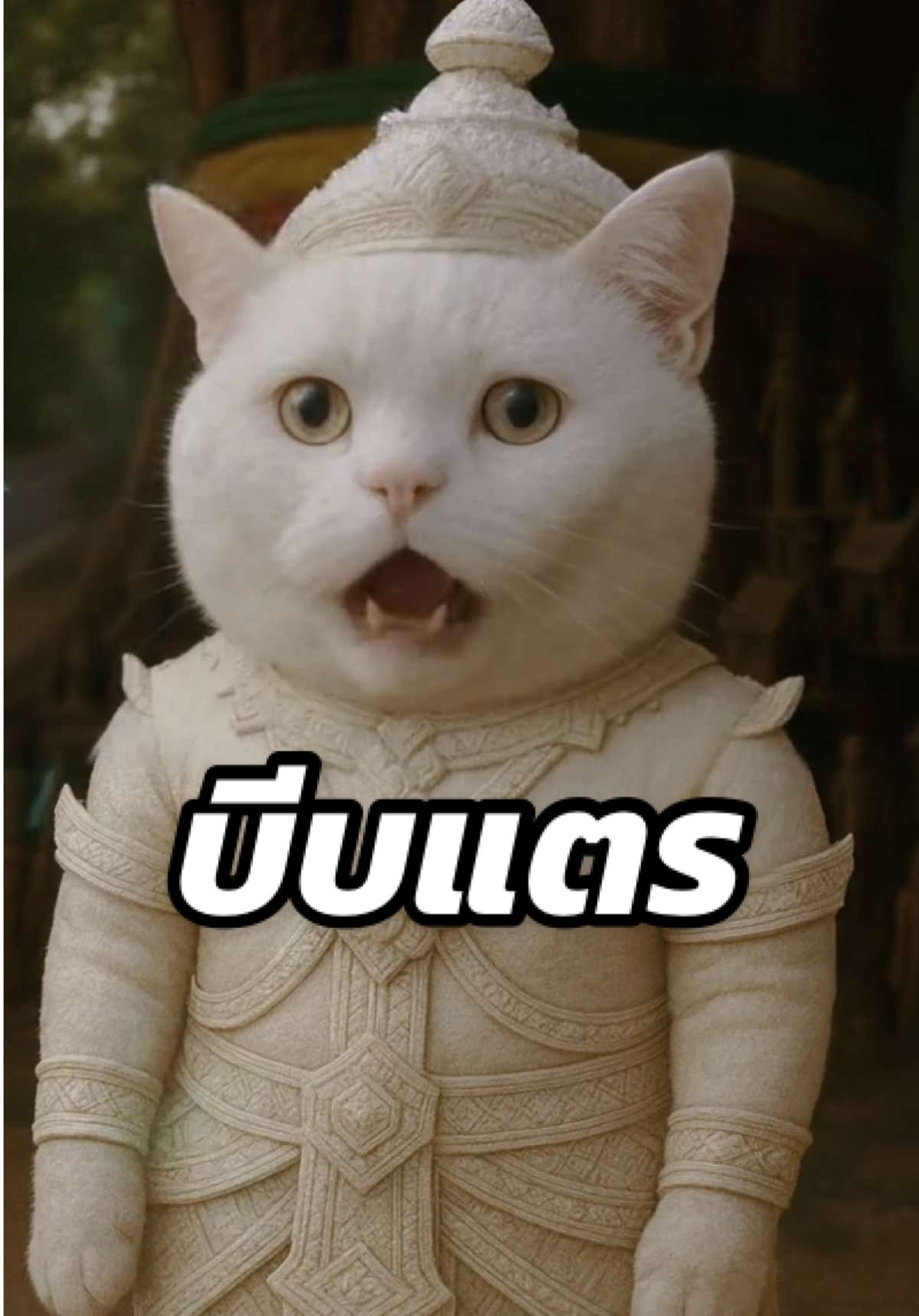 คนแถวนั้นคือบันเทิงงงง #แมว #cat #สิ่งศักดิ์สิทธิ์ #ความเชื่อ #ตลก