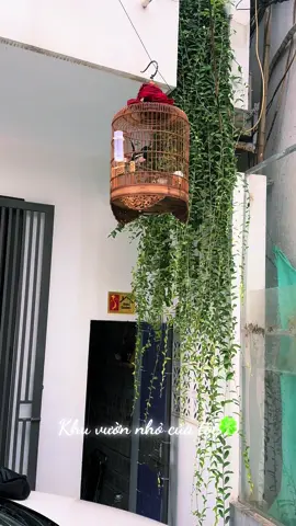 #chichchoethan #homegarden🌱 