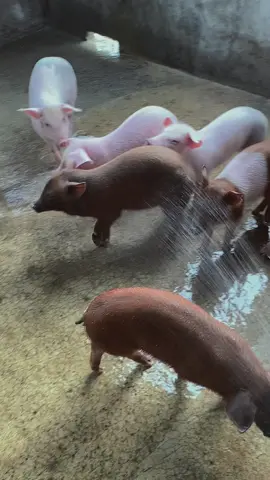 “Kalau ternaknya bersih, peternaknya pun bahagia. Mandikan babimu hari ini! 💦😄” #bhsfarm #dairi 