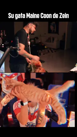 maine coon #zein #elzeein #cat 