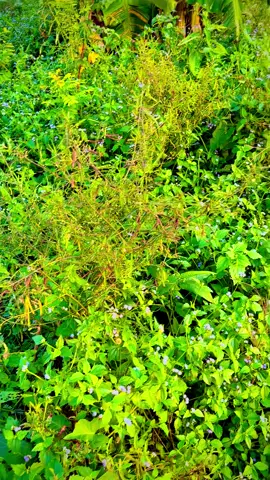 Info spot minggu ini?#anglerindonesia #fyppp #gabus #castingtoman 