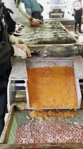 #fishmaster0 #foryou #vrialvideo #myaccountunfreze🙏🥺 #10millionviews 