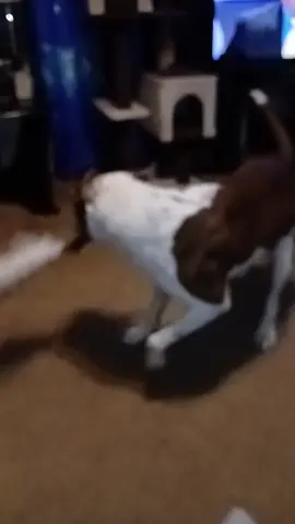 My boy Bronze #myfurbaby #gottalovehim #PetsOfTikTok #massfollowing🔥🔥 