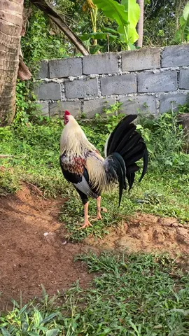 #clc #backyardbreeders batang bata