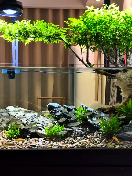 Nhiều người hỏi tôi cách làm sạch chất thải và nền đáy của cá. Vui lòng xem #NuôiCá#CáCảnh #Thiên NhiênTrongBểCá #BểSuối #ChoCáĂntạp chí #CáCảnh #Thiên NhiênTrongBểCá #BểSuối#StreamAquarium #LàmSạchNền #Cá bể cá #Lands