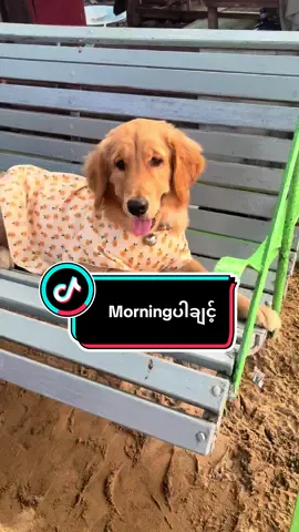 ကိုယ့်အတွက်တော့ထွေးမဟုတ်ပါ ကလေးလေးတစ်ယောက်ပါ။ စကားမပြောတတ်ဘူး ဒါပေမယ့်သူတို့ပေးနိုင်တဲ့မေတ္တာတွေအစွမ်းကုန်ပေးတတ်ကြတဲ့ကလေးလေး ဘယ်လိုပဲကျွေးကျွေးစားကြတဲ့ကလေးတွေ ယုတ်စွအဆုံး ထမင်းအသိုးပဲကျွေးအုံးတော့ ဒီသခင်အနားမှာပဲ သေသည်အထိနေမယ့်သူတွေ ဒီလိုစိတ်ထားရှိပေးတဲ့အတွက် သူတို့လေးတွေကိုစွန့်ပစ်လိုက်ရင် ဘယ်လောက်ထိအောင်နာကျင်ခံစားလိုက်ရမလဲနော်😔😔 ကိုယ်ကချစ်လို့မွေးစားလိုက်တယ် သူတို့လေးတွေလဲ သူ့မိဘ မောင်နှမတွေနဲ့ခွဲခွါပြီးကိုယ့်ဆီရောက်လာတယ် ဒါကြောင့်မို့ ကျနော်ကတော့သူတို့ရဲ့သက်တမ်းတိုတိုလေးမှာ တတ်နိုင်သလောက်အကောင်းဆုံး ဖြည့်ဆည်းပြီး ပျော်ရွှင်အောင်ထားပေးသွားမှာပါ❤️❤️😍 ဘာရယ်မဟုတ်အခုမနက်ခင်းတွေးမိတဲ့အတွေးလေးပါ😍❤️❤️#VanandEllaFamily #goldenretriever #တိချစ်သူတွေရင်ထဲရောက်စမ်း #အာဝုတို့ရဲ့အထိန်းတော်ကြီး #creatersearchingsight 