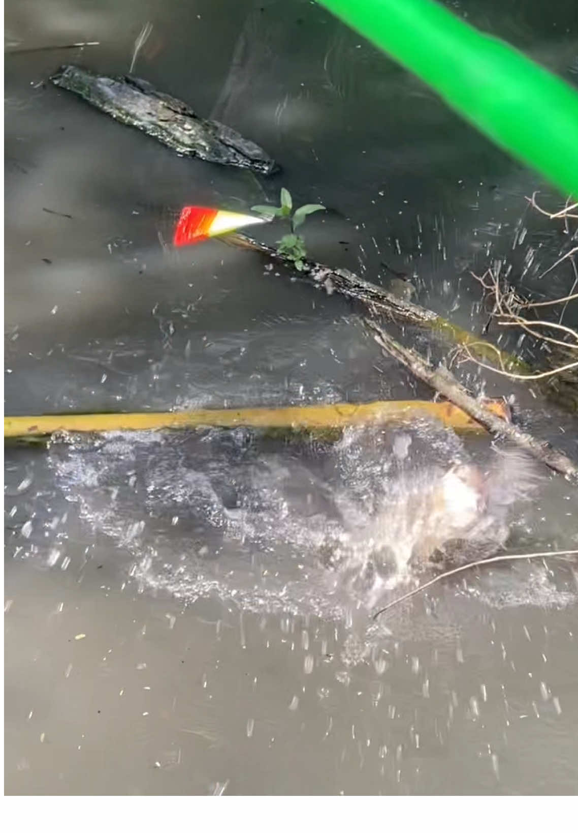 Nước sạch thường dính cá lớn 😍#caucarodong #cauca #xh #capcutvelocity 