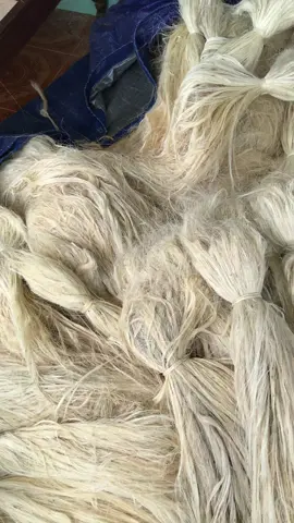 Sabar lur, ready hari ini 50 KG  Grade C serat sisal / serat nanas bahan kerajinan tangan terbaik di dunia ✨ #craft #crafts #fiber #kerajinantangan #fyp