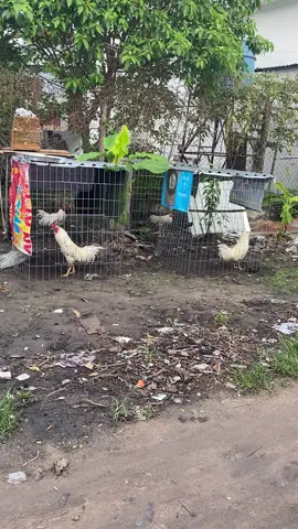 #xuhướng #leanhchien1008 #xuhuongtiktok2025 #bìnhdương #61binhduong 