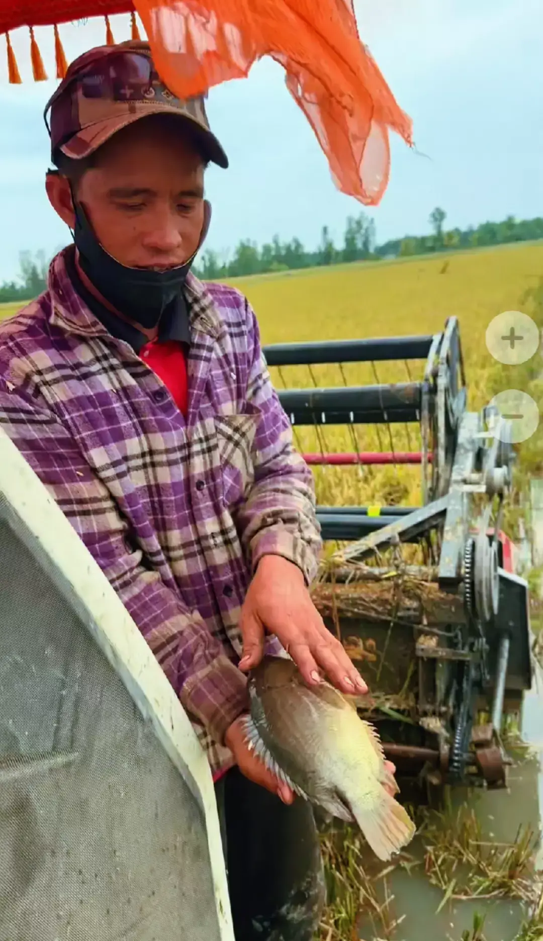 Cả Nhà Xem Cá Rô Đồng Ông hay cá nuôi #trending #mientay #monngon #review 