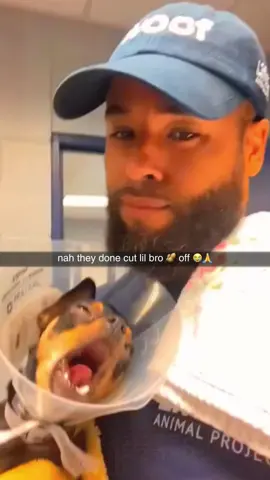 #dogsoftiktok #memes #funny #funnyvideo