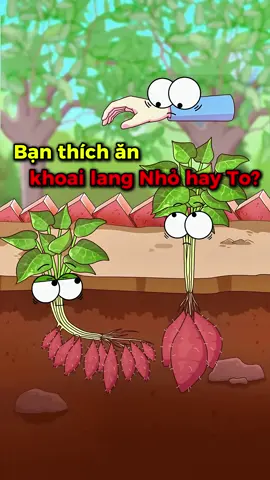 Bạn thích ăn Khoai Lang nhỏ hay to? #hoathinh #vanvatbietnoi #kienthucthuvi 