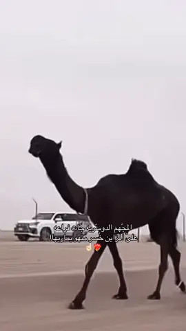 الزايده❤️‍🔥#مالي_خلق_احط_هاشتاقات #fyp #ضحيان #الزايديات 