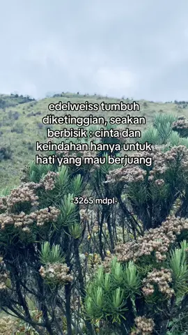 bunga abadi🥹 #edelweiss #lawumountain #gununglawu #lawu3265mdpl 