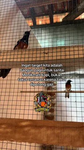 Selamat pagi boloo,,jangan lupa kopi pait🔥🔥🔥#peternakmuraibatuindonesia #muraibatuindonesia #kicaumania #blorokextrem #fypシ゚ 