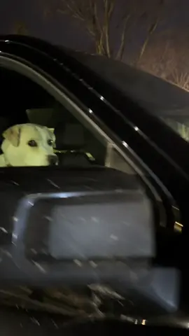 I passed by this truck and noticed a dog sitting in the passenger seat watching me walk by. I had to say hello. The side-eye cracks me up 😂 #fyp#doggo#dog#dogsoftiktok 