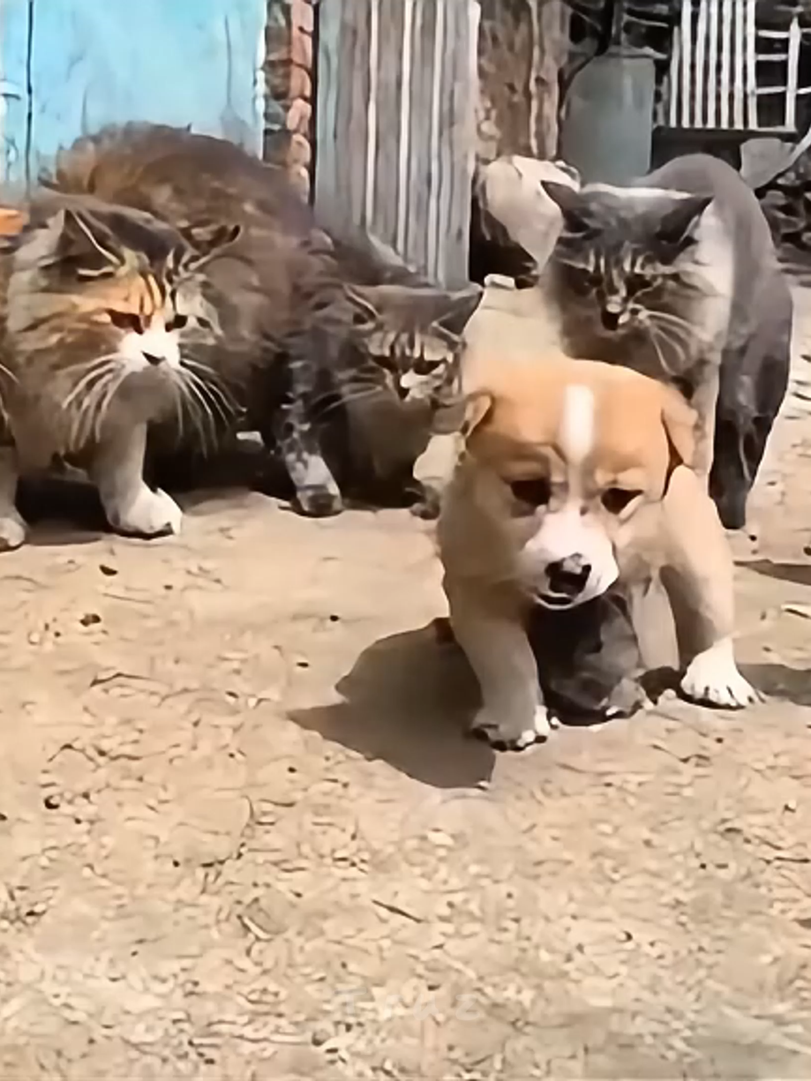 Muôn sông ngàn núi, anh sẽ cùng em đi khắp thế gian, chú chuột nhỏ ơi ~~~ #haihuoc #xuhuongtiktok2025 #meow