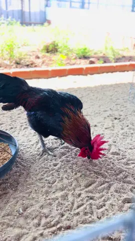 Ó Jap vẫn là vip nhất hẹ hẹ @TrạigàHoàngkr @traigatrecuban #xuhuong #gachiendau #gachien #ga_choi_viet_nam☘️😘♥️ #gamynhap 