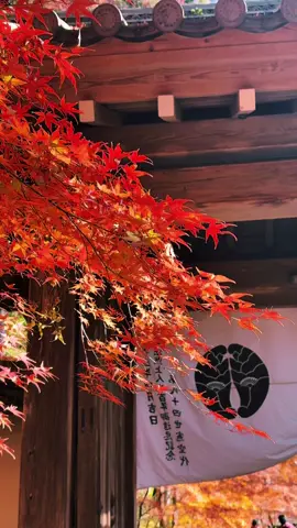 晩秋の京都🍁 今年の紅葉は本当に綺麗🍂 秋ってどこか寂しい感じがするけど秋色の風景を見ると心から癒される😌 春夏秋冬…日本の四季って素晴らしいなぁ 光明寺さんの敷きもみじ綺麗だった🍁 #粟生光明寺  #京都の紅葉  #もみじ参道  #秋が好き  #晩秋 