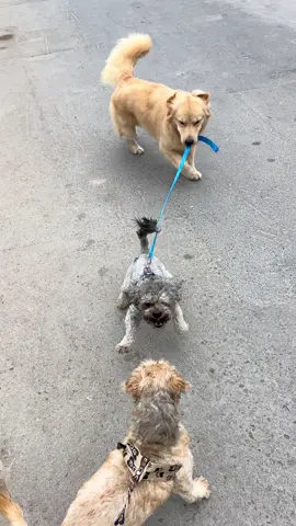 En mí presencia no van a pelear #goldenretriever #amorperruno #doglover 