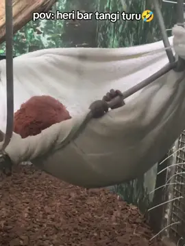 tag koncomu sek jenenge heri🤣🤣#fyppppppppppppppppppppppp #viral_video #ngakak #fypage #memestiktok 