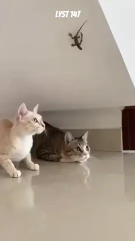 Hài hước cảnh cô Mèo đối mặt với Thằn Lằn. #dongvat 