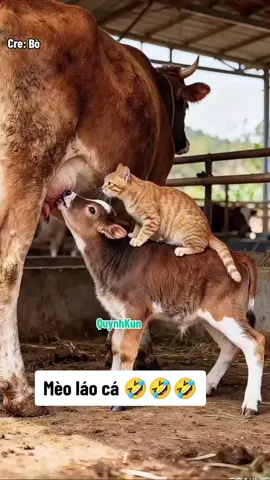 Mèo láo cá #quynhkun 