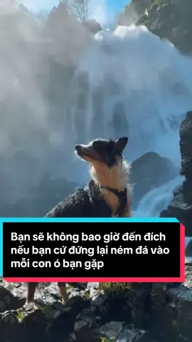 Bạn sẽ không bao giờ đến đích nếu bạn cứ đứng lại ném đá vào mỗi con ó bạn gặp #dog #xuhuong #life