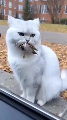 #foryour #cat #cute #viral #trending 