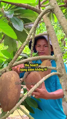 thu hoạch trái hồng xiêm guột đỏ khổng lồ nặng 2,5kg trái cả nhà nha#dangnhaque 