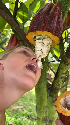 ចង់បានសូកូឡាញាំដែរ កុំភ្លេចដើមកាកាវ🔥 2,5$🔥 ដើមតមែក  Cacao Tree 🤭😍🍫🍫