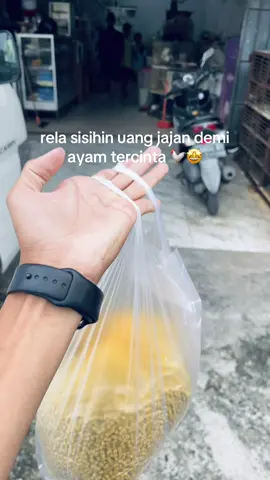 Yang penting ayam kenyang👌#pakanternak #peternakmuda #ayamplipin🇸🇽 #ayamimportfilipin🇵🇭 