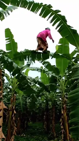 Nenek Panjat Daun Pisang #neneklucu #videolucu #naikdaun #terbangnaikdaun 