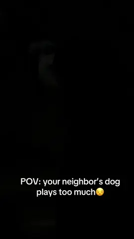 Meet ringwood😒❤️ #dogsofttiktok #ringwood #fyp #viral #playtoomuch 