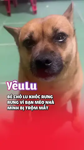 #xuhuong #pet #tamiso 