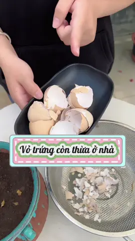 Vỏ trứng còn thừa ở nhà, đừng vội vứt nó đi, hãy dùng nó làm phân bón cho hoa trồng tại nhà, kết quả sẽ khiến bạn bất ngờ đấy.#chamsoccay #meotrongcay #trongcaytainha #trongcaysieude #fyp 
