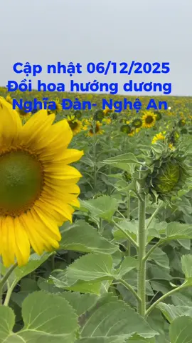 #doihoahuongduongnghean #hoahuongduong ####thtruemillk #nghiadan_nghean #xuhuongtiktok #xuhuong 